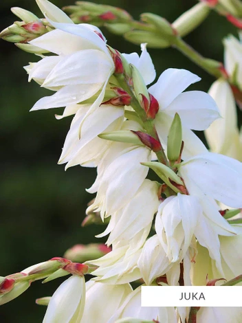 Zestaw Kolekcja Biała 10 szt.