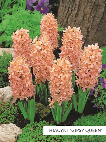 Zestaw PROMOCYJNY Hiacynty 30 szt.