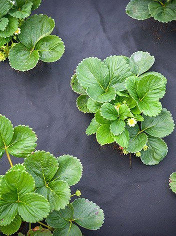 Agrowłóknina dual agro mini rolka 0,8x5m