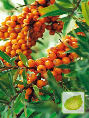 Rokitnik zwyczajny (Hippophae rhamnoides) MĘSKI - Owocujące Sadzonki 