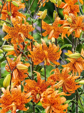 Lilia (Lilium) Flore Pleno 1 szt.