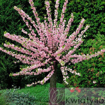 Migdałek Trójklapowy (Prunus triloba) - Drzewko