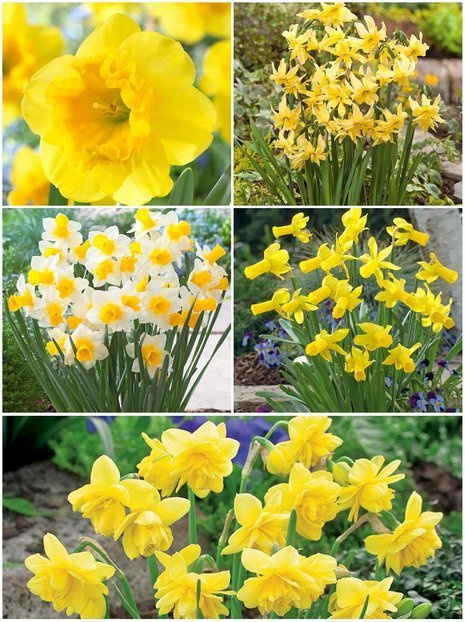 Zestaw Narcyzy Mini 25 szt.