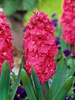 Hiacynt (Hyacinthus) 'Hollyhock'