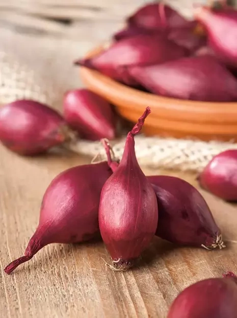 Cebula Dymka (Allium Cepa) 'Red Baron' 250 g