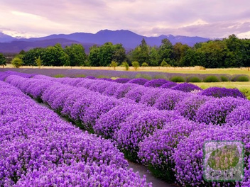 Lawenda Hidcote GIGANTYCZNA KWITNĄCA SADZONKA 60 cm wysokości