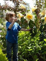 Lilia (Lilium) 'High Tea'