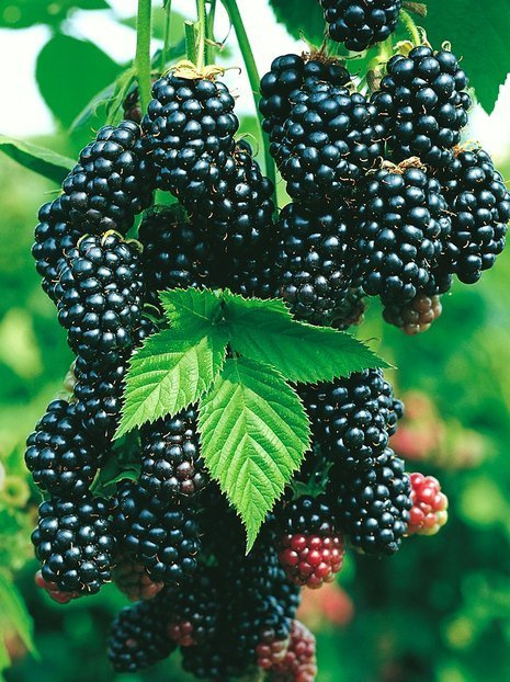 Jeżyna bezkolcowa (Rubus fruticosa) 'Loch Ness'