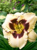 Liliowiec (Hemerocallis) 'Canadian Border Patrol'