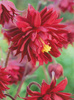 Orlik (Aquilegia) 'Ruby Port' 1 szt.