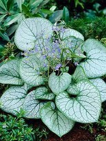 Brunera wielkolistna (Brunnera macrophylla) 'Jack Frost' 1 szt.