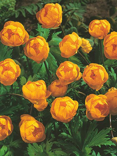 Pełnik chiński (Trollius chinensis) 'Golden Queen'