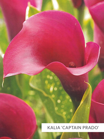 Zestaw Kalie 'Captain'