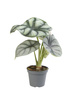 Alokazja Silver Dragon (Alocasia baginda silver dragon)