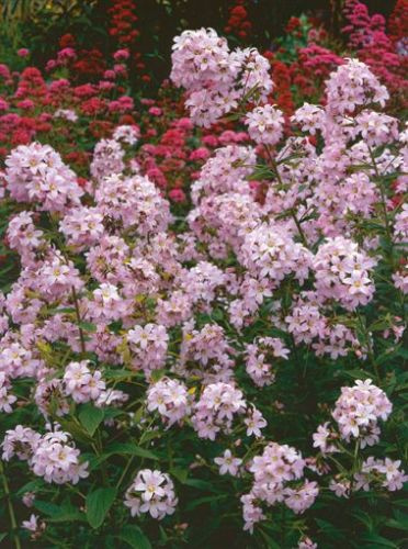 Dzwonek (Campanula) Loddon Ann
