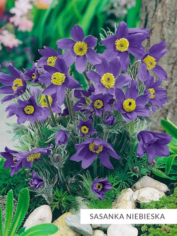 Zestaw Kolekcja Niebieska 10 szt.