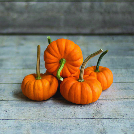 Dynia " Gold Speak F1 "