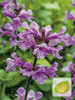 Czyściec gęstokwiatowy (Stachys monieri) 'Hummelo'