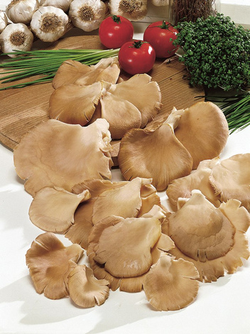Boczniak Ostrygowaty (Pleurotus ostreatus) Zagrzybione Podłoże