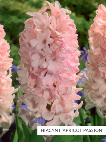 Zestaw PROMOCYJNY Hiacynty 30 szt.