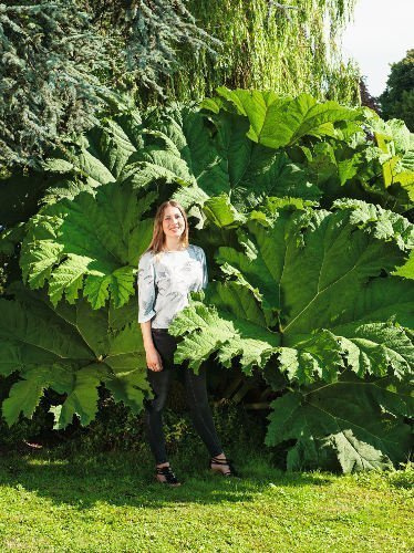 Gunera olbrzymia (Gunnera manicata)