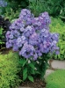 Floks (Phlox paniculata) 'Blue Boy'