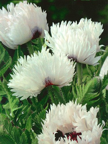 Mak (Papaver orientale) 'White Ruffels'