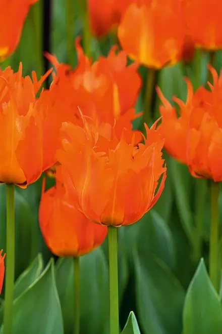 Tulipan Triumph ( Tulipa ) Leo Bataviae