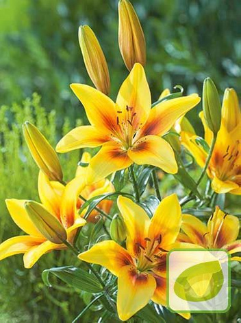 Lilia (Lilium) 'Pieton'