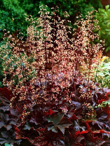 Żurawka (Heuchera micrantha) 'Palace Purple'