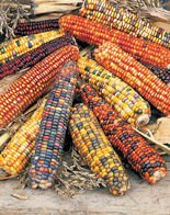 Nasiona Kukurydza Ozdobna Kolorowa