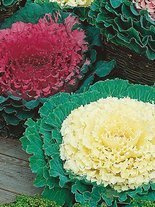 Nasiona Kapuściana Róża - Kapusta Ozdobna