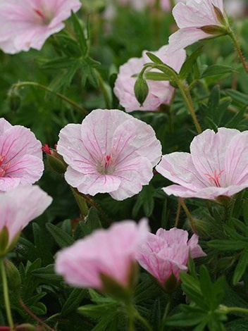 Bodziszek krwisty (Geranium sanguineum) 'Var. Striatum'