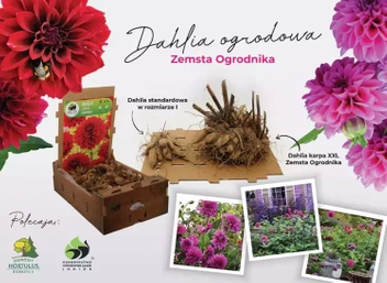 Dalia (Dahlia) 'Zemsta ogrodnika' 1 szt.
