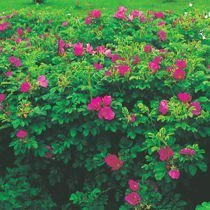 Róża Pomarszczona (Rosa rugosa) - Krzew Ozdobny