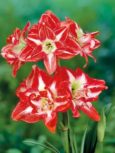 Zwartnica (Hippeastrum) 'Pasadena' 1 szt.