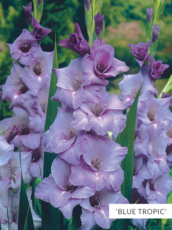 Zestaw Mieczyki Wielkokwiatowe