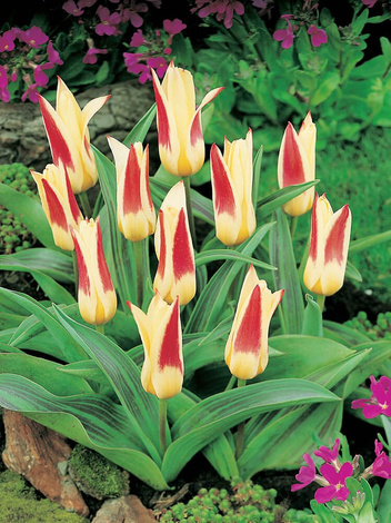 Tulipan (Tulipa) 'Johann Strauss' 5 szt.