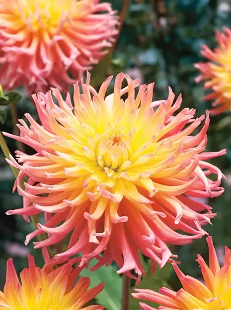 Dalia (Dahlia) 'Star's Elite'