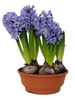 Hiacynt niebieski w doniczce śr. 17 cm