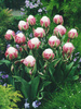 Tulipan Pełny Późny (Tulipa) 'Ice Cream' 1 szt.