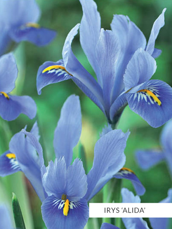 Zestaw Irysy Drobne 2 | 50 szt.