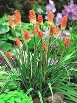Trytoma (Kniphofia uvaria)
