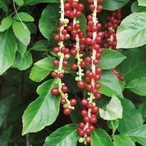 Cytryniec Chiński "Schisandra Chinensis"