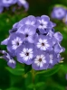 Floks (Phlox paniculata) 'Blue Boy'