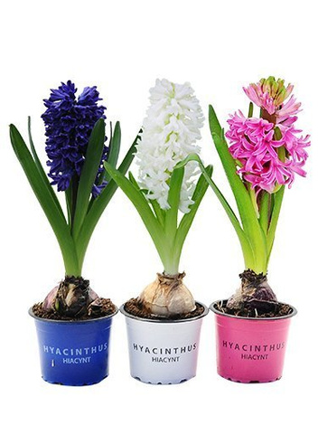 Zestaw Wiosennych Kwiatów Doniczkowych