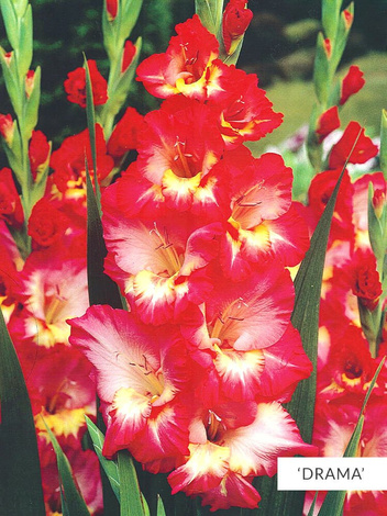 Zestaw Mieczyki Wielkokwiatowe