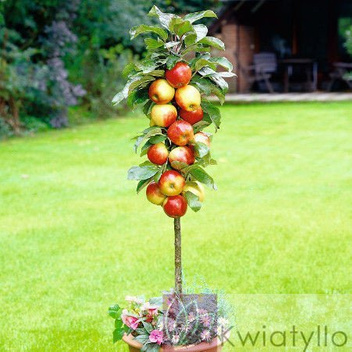 Jabłoń kolumnowa czerwono-żółta POLKA ®