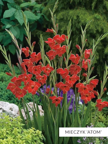 Zestaw Mieczyki Botaniczne