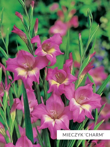 Zestaw Mieczyk Botaniczny 25 szt.